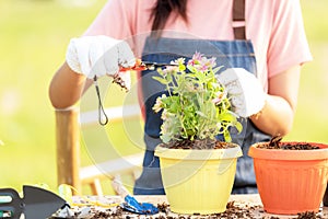 Woman care plant flower in garden work at home. Young people gardening outdoor sunnyÂ nature background.